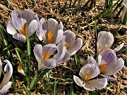 38 Al Monte Campo Crocus vernus bianchi-violetti 